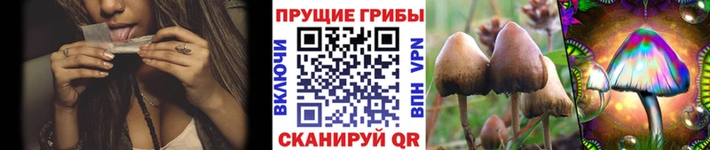 где купить наркоту Нурлат Псилоцибиновые грибы Cubensis